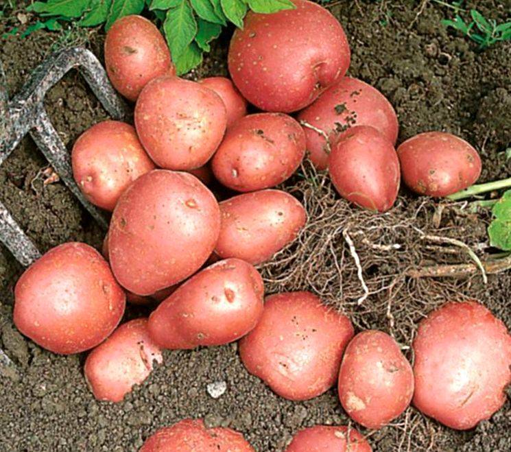 Лучшие сорта и виды картошки для выращивания