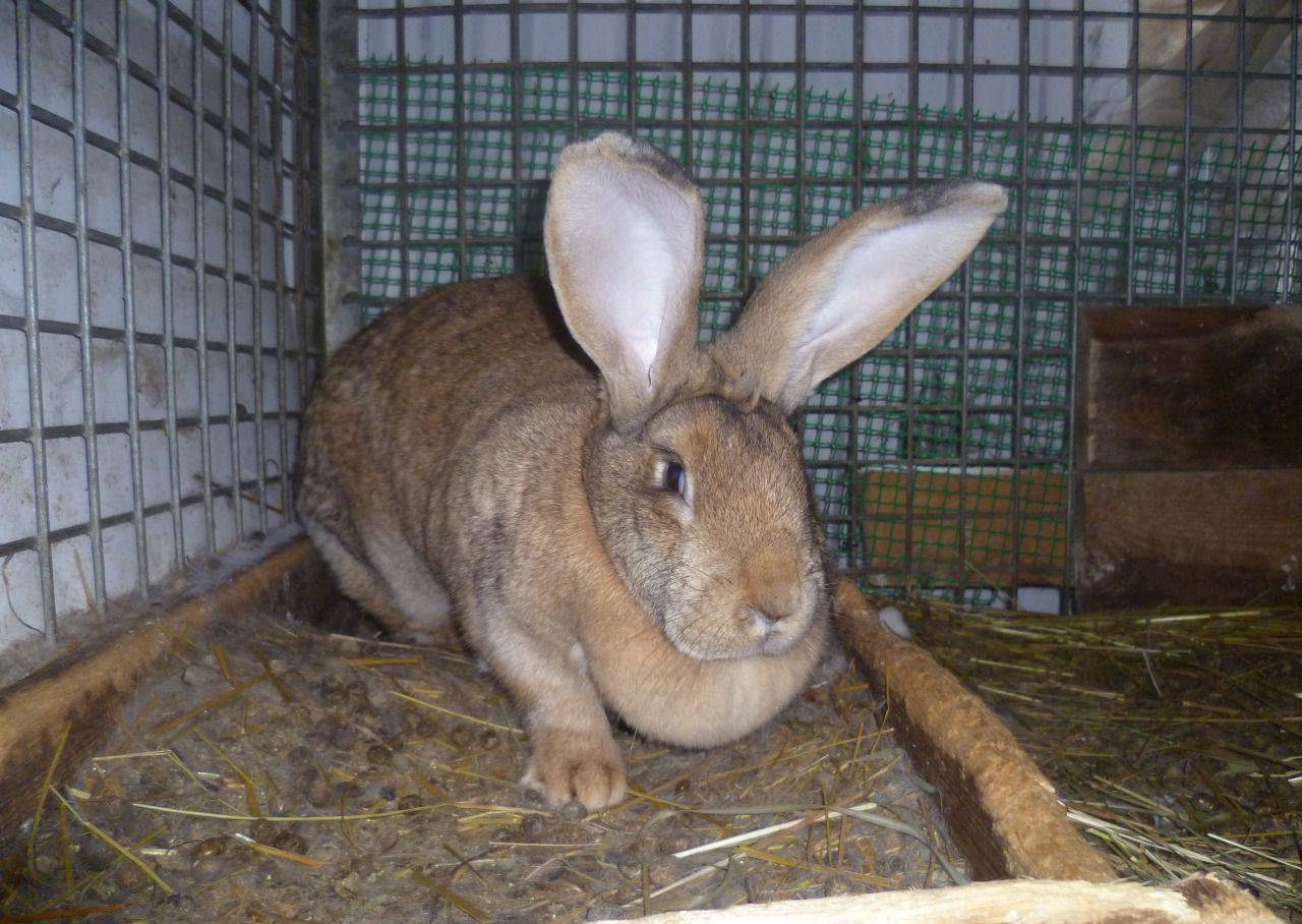 Описание кроликов породы ризен