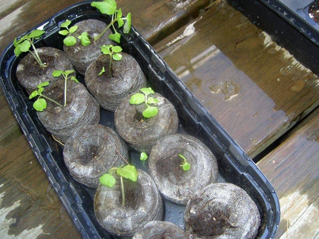 Бальзамин: выращивание из семян в домашних условиях - подробная инструкция!