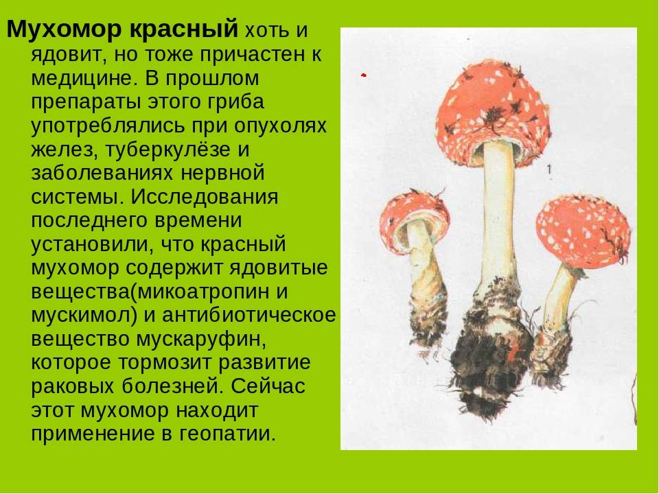 Ядовитые вещества грибы. Ядовитые грибы мухомор красный. Информация о ядовитом грибе мухоморе. Ядовитые грибы мухомор описание. Факты об опасных мухоморах.