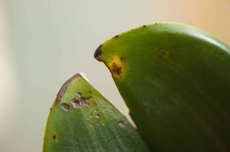 Болезни орхидей и их лечение с фото