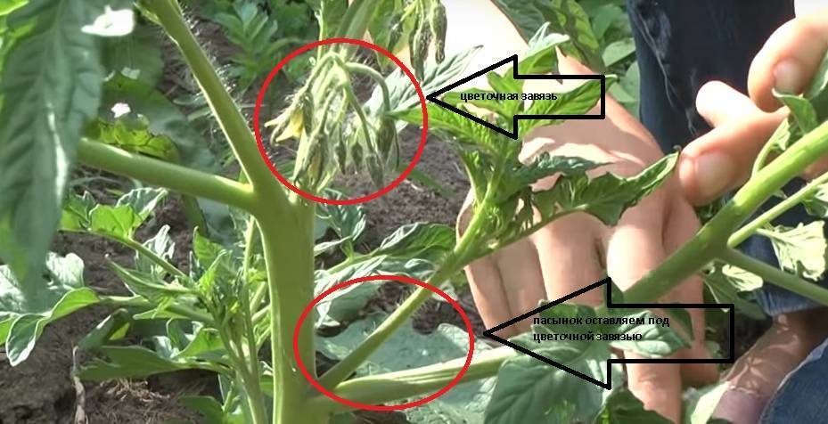 Пасынкование томатов в теплице своими руками ➤ видео + схема + фото