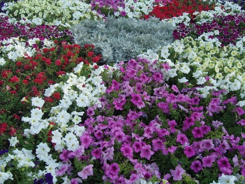 Цветы однолетки для клумбы название и фото