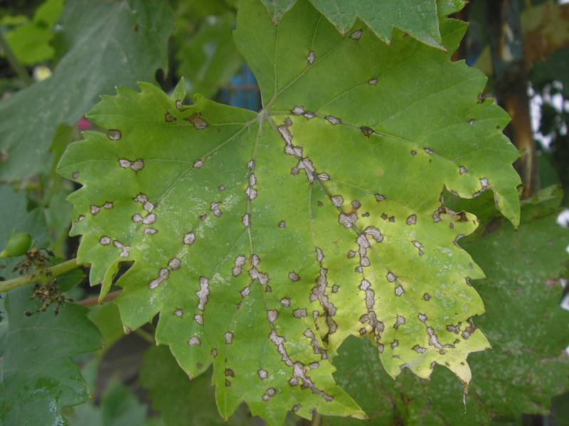 Антракноз винограда: признаки болезни и ее лечение