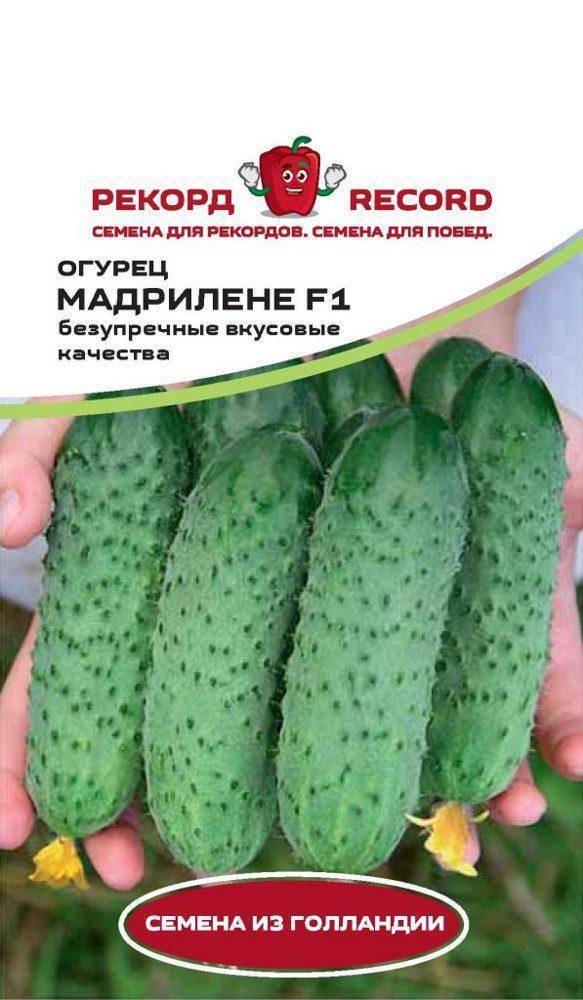 Огурец монолит f1 (30 фото) — описание сорта, урожайность, выращивание