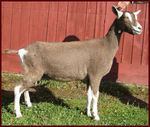 Тоггенбургская порода коз фото и описание