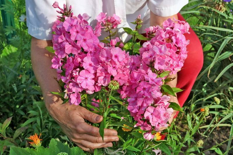 Чем подкормить цветущие флоксы летом для пышного цветения