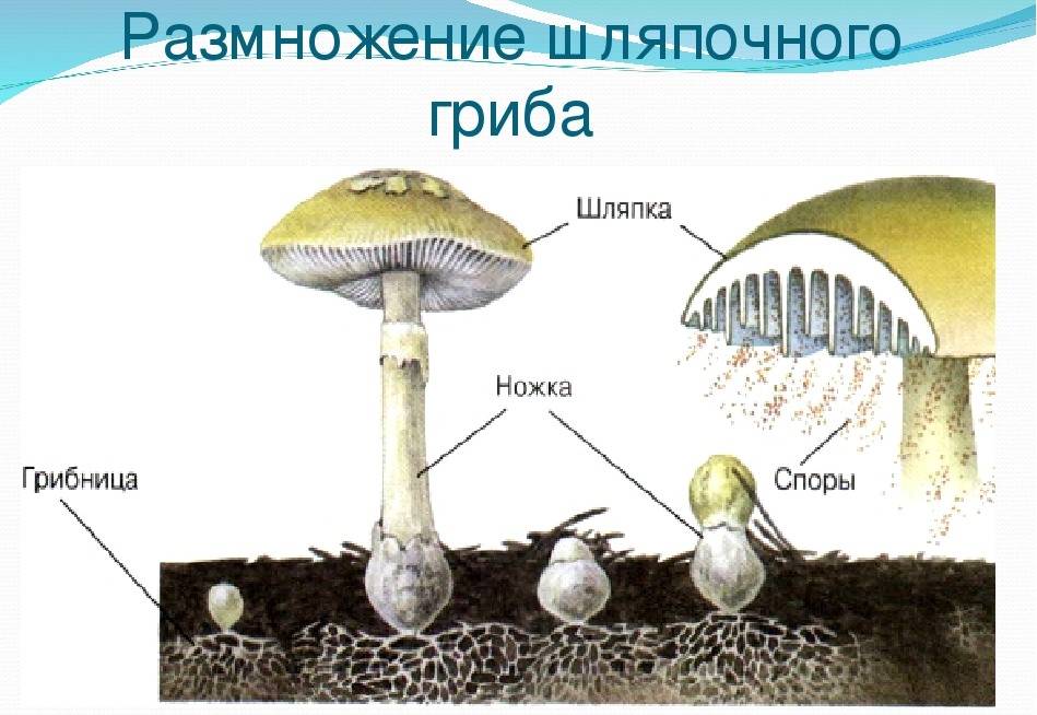 Царство грибы: общая характеристика, строение и размножение