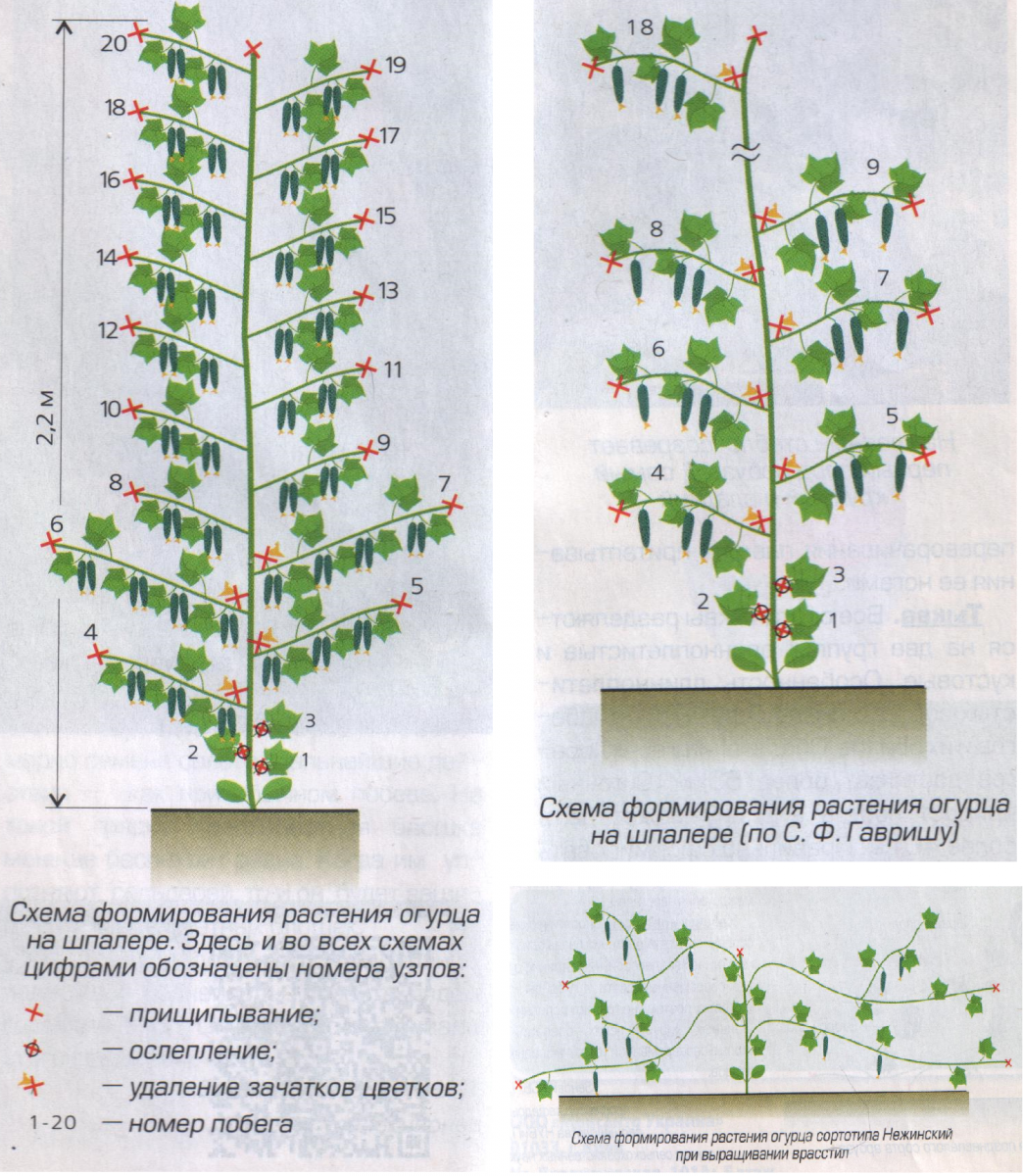 Арбуз формирование куста в теплице схема