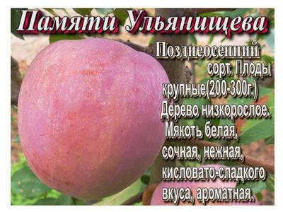 Описание сорта яблони память ульянищева: фото яблок, важные характеристики, урожайность с дерева