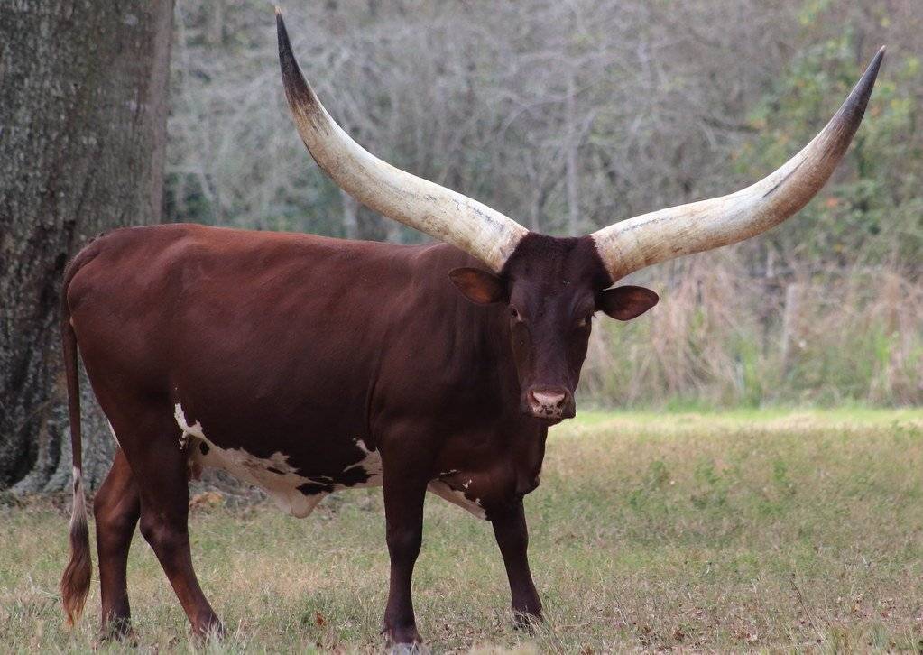 Дикий бык и корова: зебу, лесной тур в природе с огромными рогами