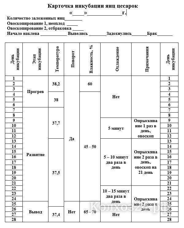 Схема инкубации цесарок