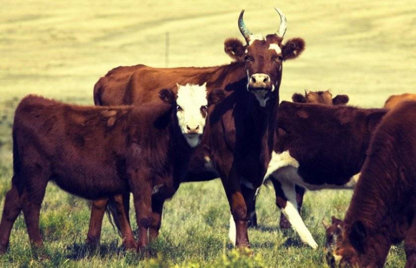 Калмыцкая порода коров: описание, содержание и разведение