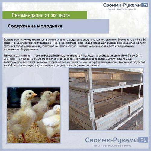Бройлерные утки — быстрое мясо без особых хлопот. содержание, преимущества, личный опыт. фото
