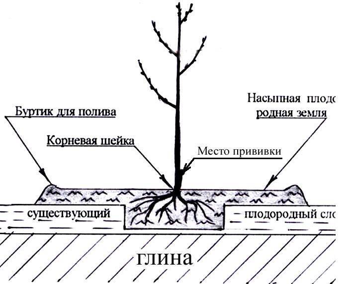 Посадка саженцев яблонь: осень или весна?