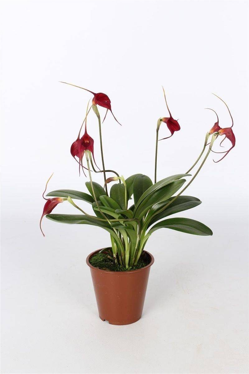 Масдеваллия: уход за орхидеей в домашних условиях
