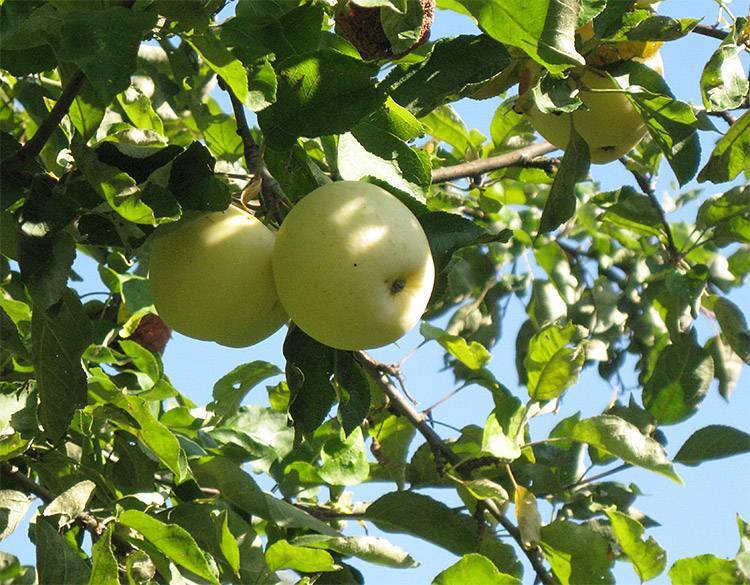 Яблоня белый налив: описание сорта, фото, отзывы садоводов, видео