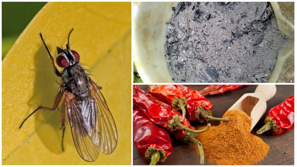 Дынная муха: методы борьбы и опасность для человека