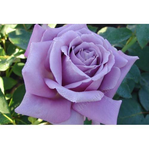 ✅ роза блю парфюм фото и описание отзывы. голубая роза «блю парфюм»: особенности выращивания - cvetochki-ulyanovsk.ru