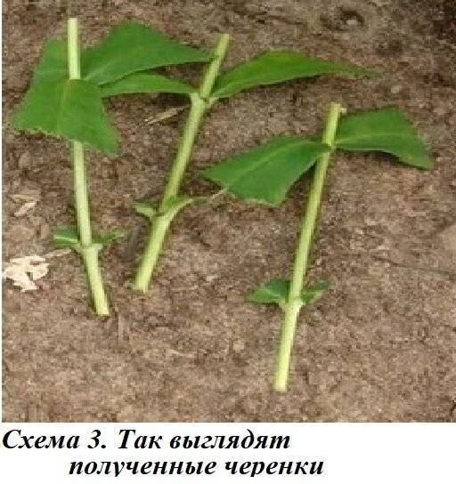 Размножение флоксов черенками летом — подробное описание процедуры [2019]