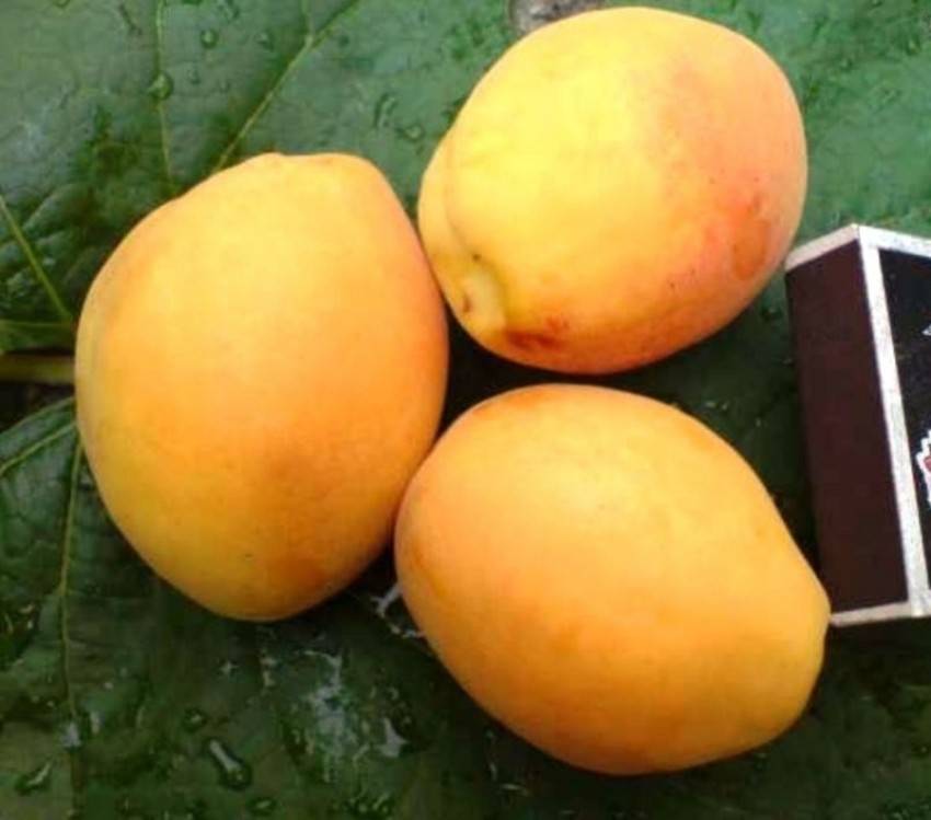 Сорт абрикоса ананасный: описание с фото, особенности посадки и ухода, отзывы
