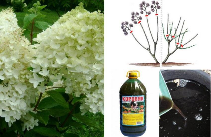 Чем подкормить гортензию весной и летом для пышного цветения: удобрения, сроки и правила