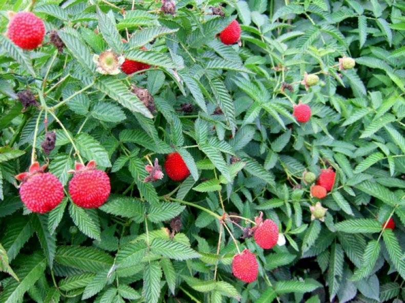 Малина – одна из самых сладких ягод. описание, посадка в открытом грунте, размножение и уход. популярные сорта: от раннеспелых до ремонтантных (25 фото & видео) +отзывы