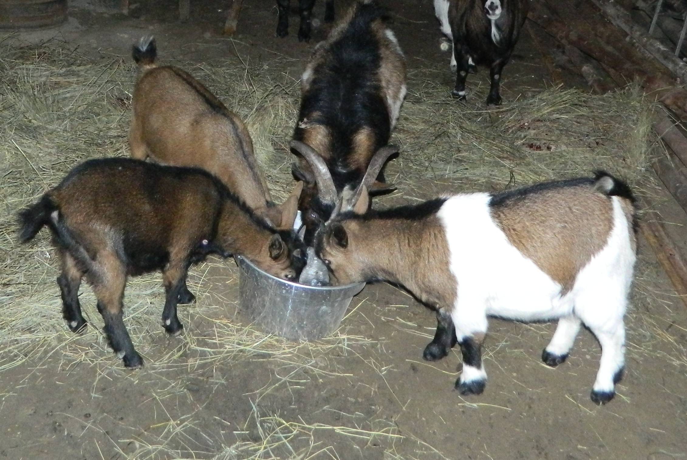 Камерунские карликовые козы: описание породы, фото