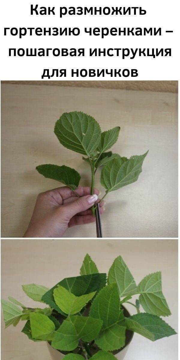 Как укоренить веточку растения