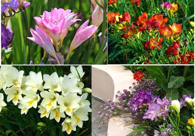 Цветок фрезия: выращивание в открытом грунте и дома, посадка и уход