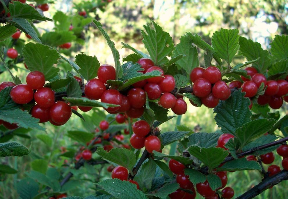 Войлочные вишни: популярные сорта; особенности посадки, ухода и размножения + фото и видео