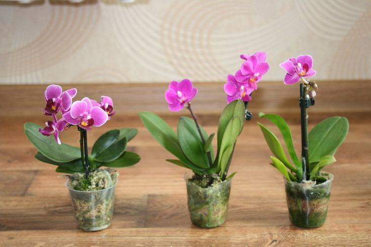 Характеристика орхидеи фаленопсис и правила ухода за ней в домашних условиях