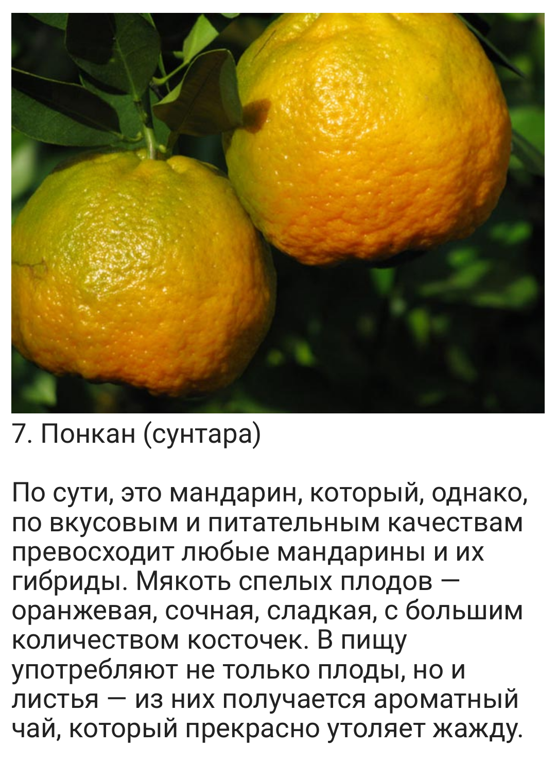 Помело: гибрид каких фруктов, полезные свойства, где растет, как выбрать спелый фрукт, польза и вред