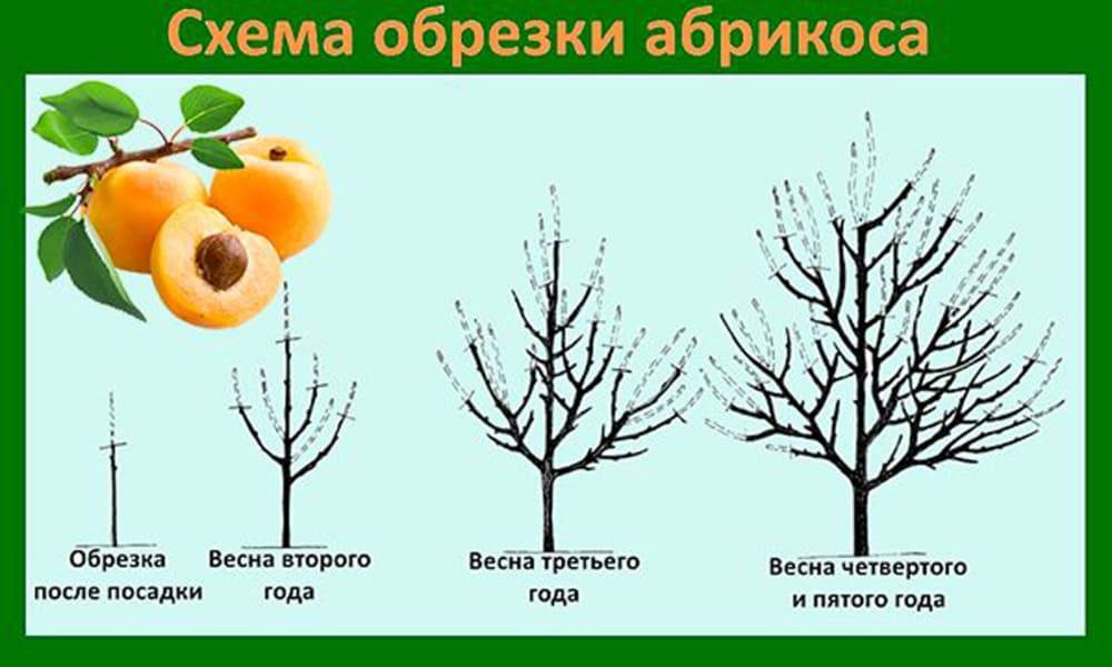 Обрезка абрикоса весной для начинающих: схемы и пошаговые инструкции