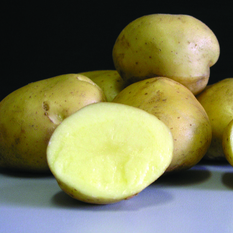 Лучшие ранние сорта картофеля: «орхидея», «леди клер», «ассоль» и другие