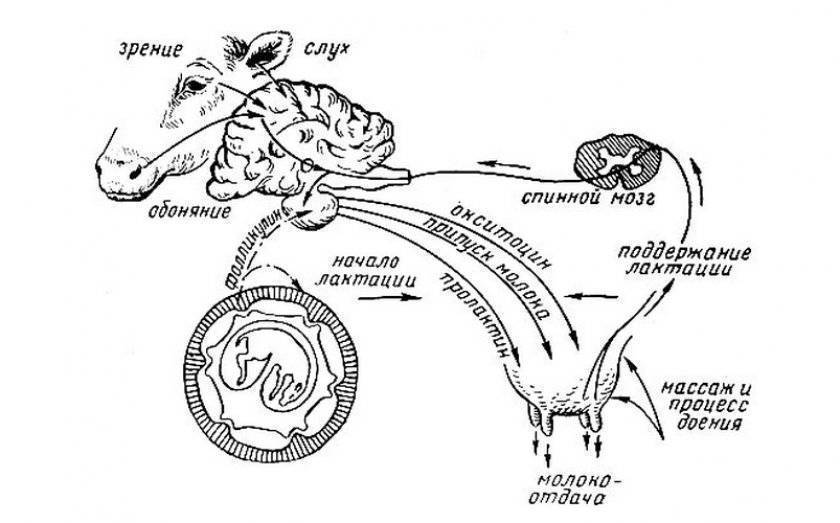 Схема лактации коровы