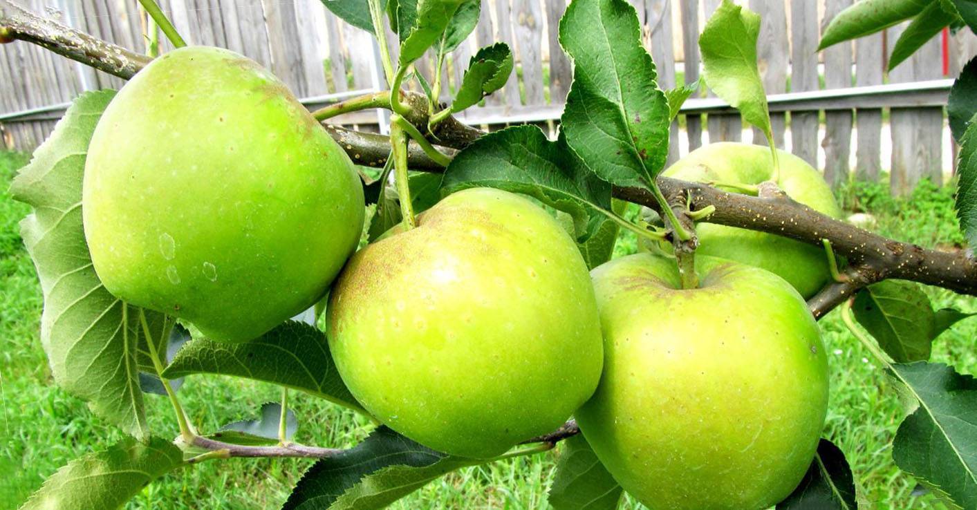 Яблоня чудное: описание сорта, преимущества и уход за деревом