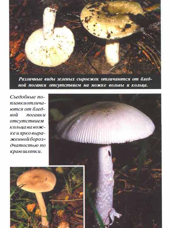 Бледная поганка фото, описание, симптомы отравления грибом