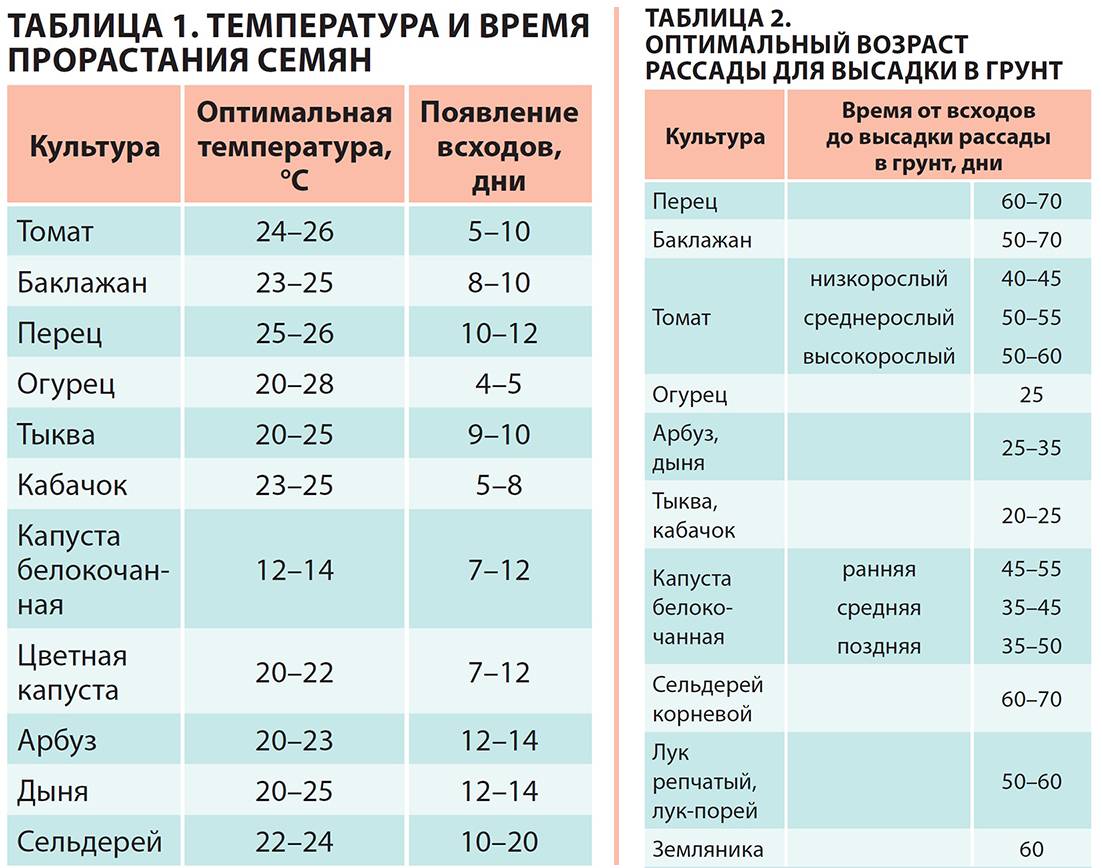 Схема посадка рассады помидор