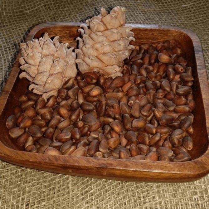 Как хранить кедровые орехи: в скорлупе, очищенные, в шишках, срок годност при хранении в домашних условиях