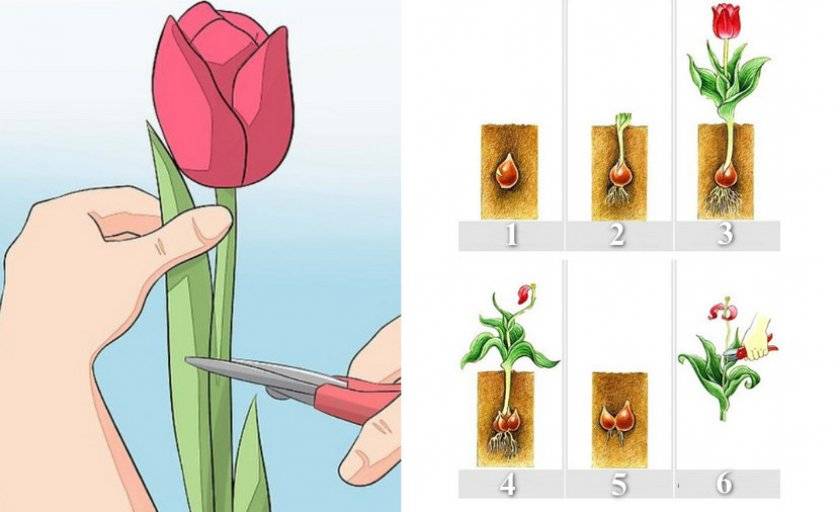 Как размножаются тюльпаны луковицами черенками семенами детками