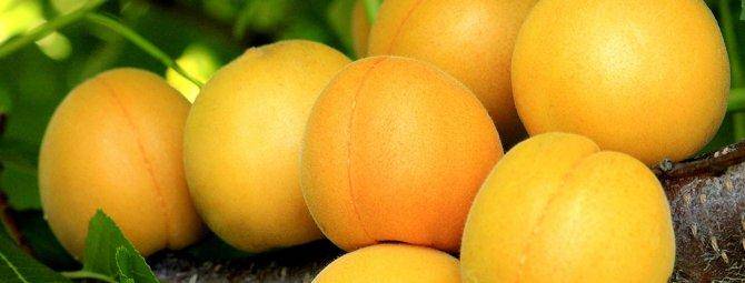 Об абрикосе водолей: описание и характеристики сорта, посадка, уход, выращивание