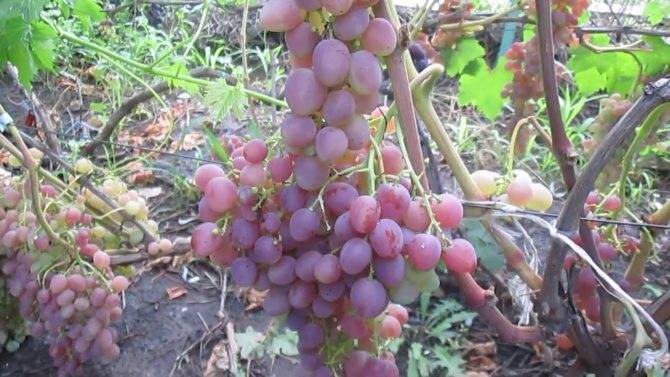 Виноград находка - мир винограда - сайт для виноградарей и виноделов