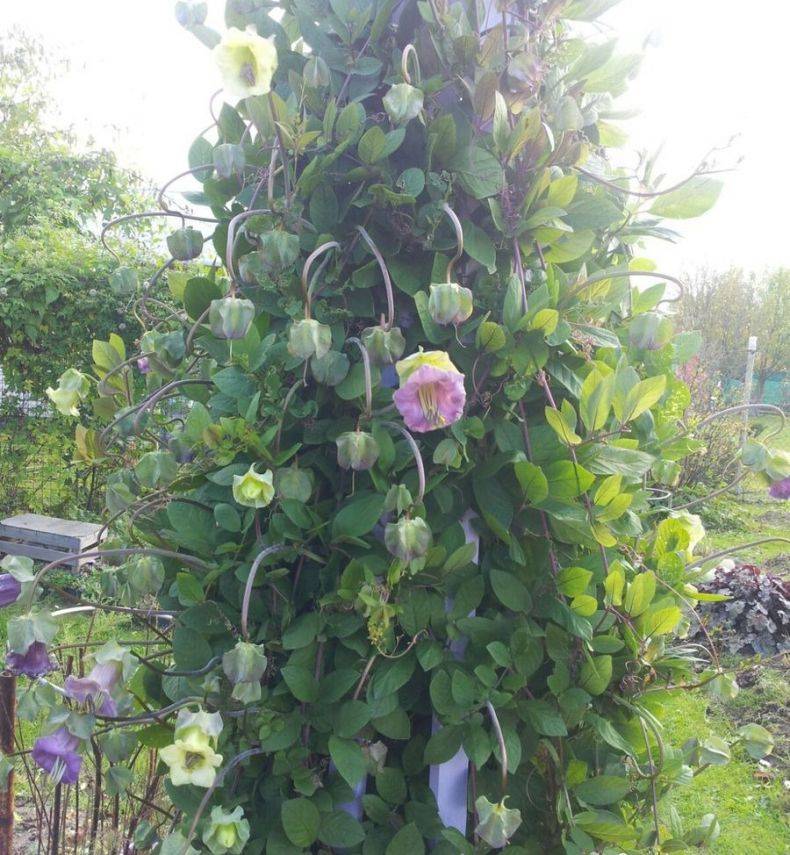 ᐉ цветок кобея: выращивание из семян, фото, посадка и уход в открытом грунте - roza-zanoza.ru