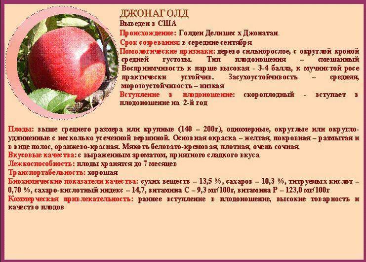 Яблоня джонатан: описание сорта и фото, расстояние при посадке selo.guru — интернет портал о сельском хозяйстве