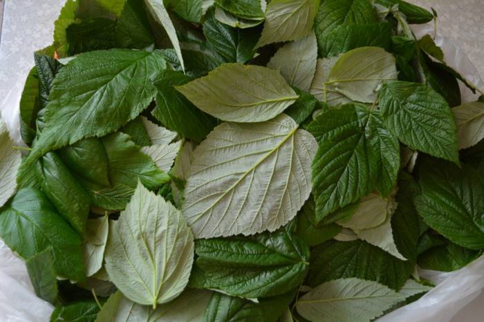 Сушка листьев смородины и малины для чая