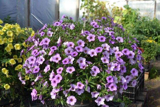 Вьющиеся (ампельные) комнатные растения: фото и названия