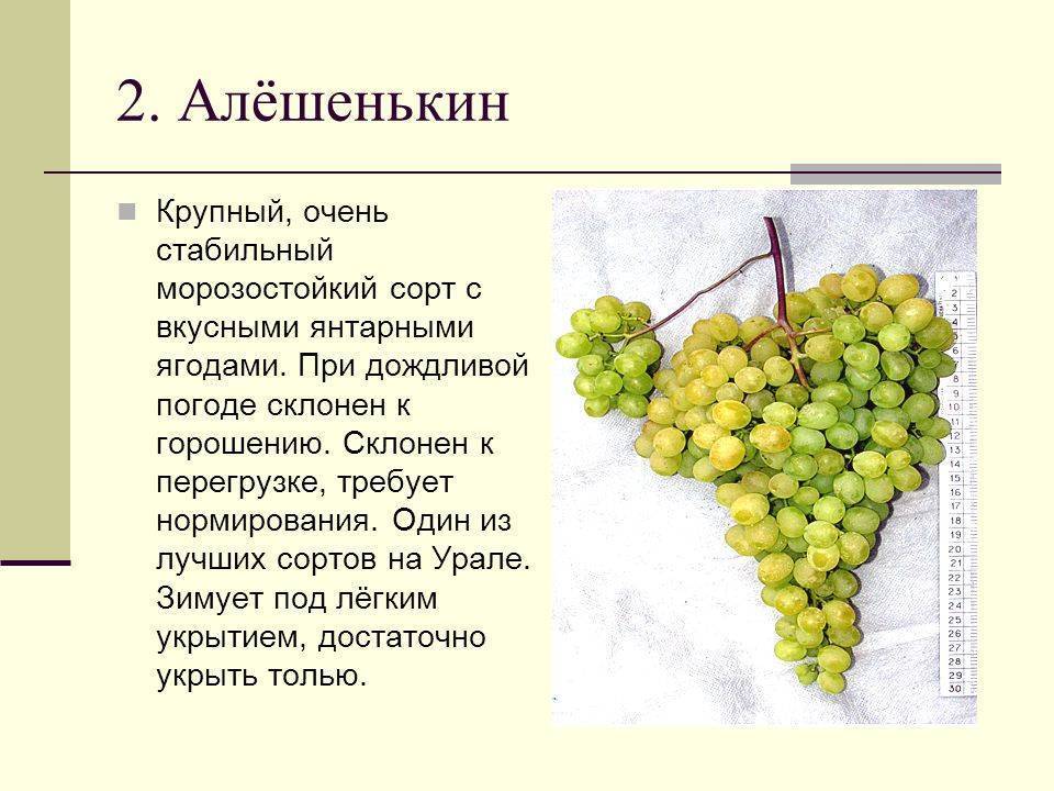 Картинка виноград описание сорта
