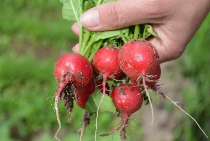 Выращивание дайкона – сорта, агротехника, сбор урожая