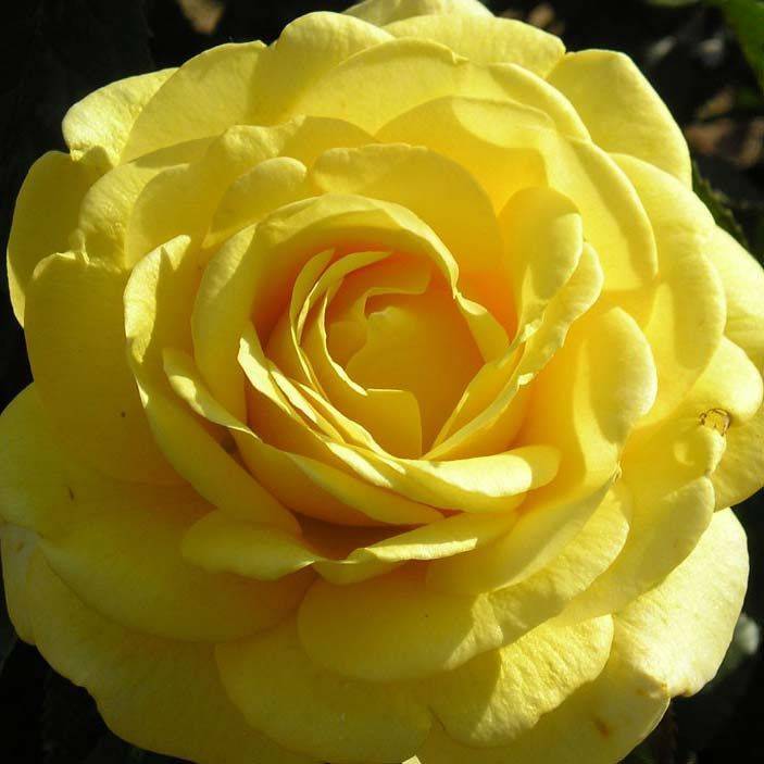 Роза голден парфюм (golden perfume)